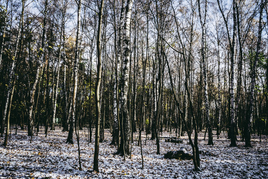 Fototapeta Snowy birch forest