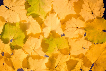 Naklejka na ściany i meble yellowed grape leaves