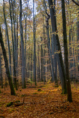 Obraz premium Herbstwald