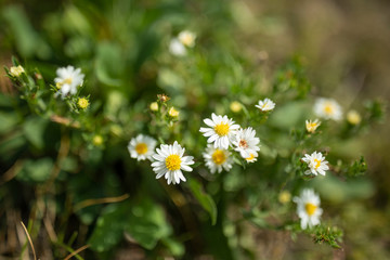 Fototapeta premium Daisy flowers