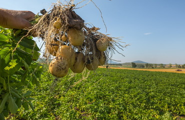Potatoes and farmer's hands. Tubers of ripe potatoes. Farmer's harvest.