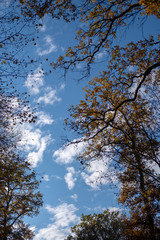 B&auml;ume im Herbst