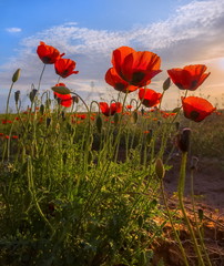 Poppies bloom in the steppe. Blooming steppe in the spring. Poppy flowers close up.