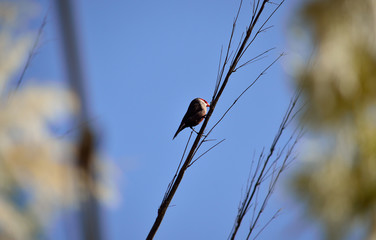 Small bird on reed stem and blue sky background, common estrilda