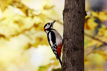Great spotted woodpecker male perched on tree looking for food in golden autumn. Cute common park bird in wildlife.
