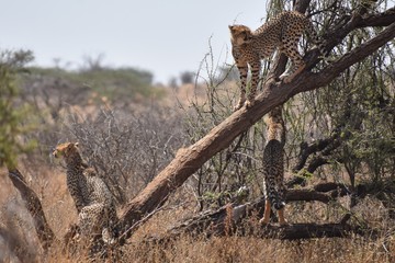 Cheetah in tree