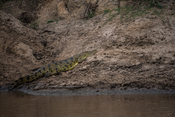 Crocodile