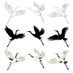 Wild birds in flight. Animals in nature or in the sky. Cranes or Grus and stork or shadoof and Ciconia with wings. engraved sketch hand drawn in vintage style.