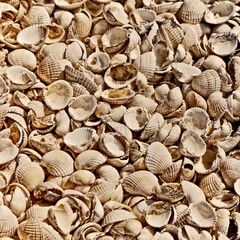 Shells background