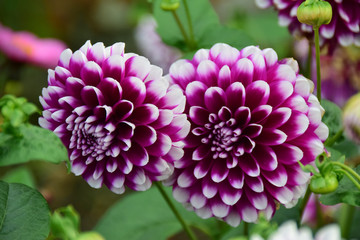 Purple and White Dahlias