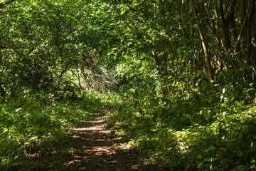 A woodland footpath through Pannel Wood between Icklesham and Winchelsea, East Sussex, England