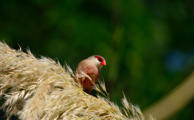 Estrilda astrild, bird of red beak on flowers of grass of the Pampa