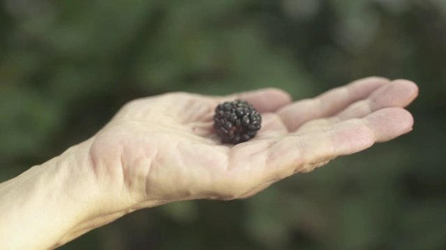 Close-up of a blackberry lying on a femaly palm.