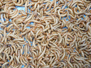 Feed worm for feed bird and fish background.