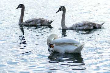Fototapeta premium Swan Family