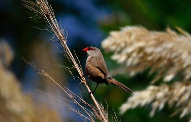 Estrilda astrild, beautiful exotic bird of red beak perched on reed stem 