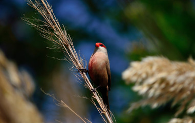 Beautiful exotic bird of red beak perched on reed stem, Estrilda astrild