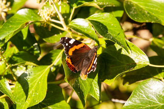 Red Admiral Butterfly in Ivy