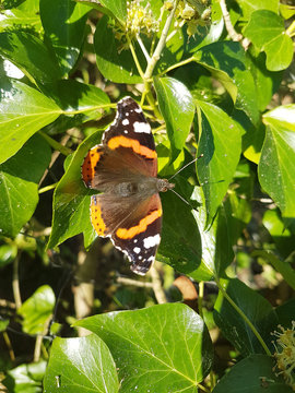 Red Admiral spread-eagled