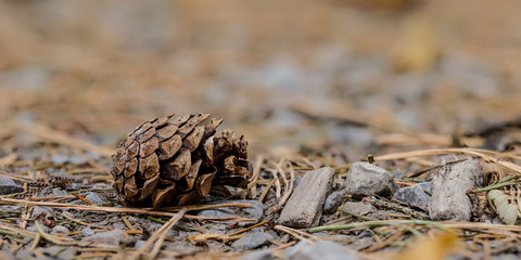 Tannenzapfen auf Waldboden Nahaufnahme