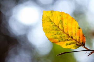Blatt Buche Herbst gelb orange grün