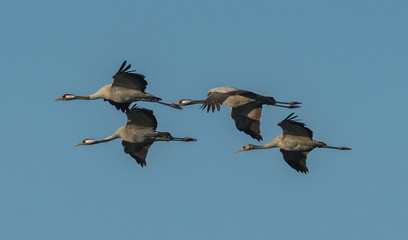 Kraniche in der luft