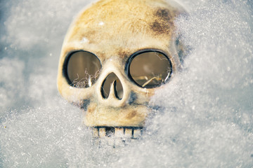 Skull buried in fake snow 