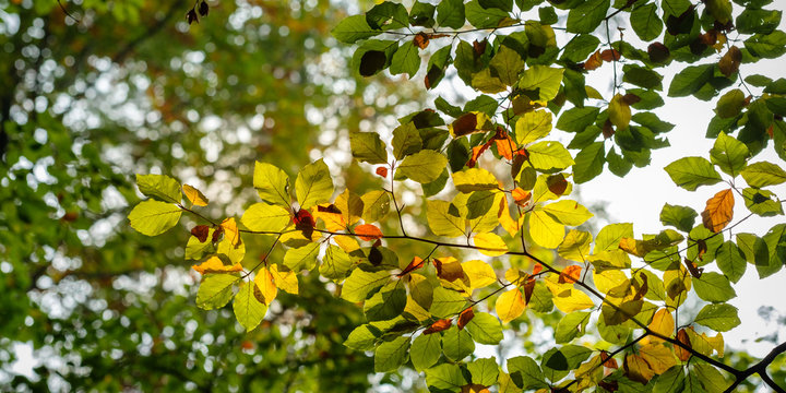 Laub Bl&auml;tter Buche Baum im Herbst