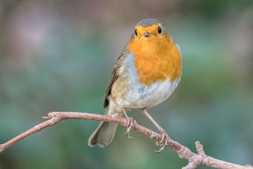 robin bird erithacus rubecula at park