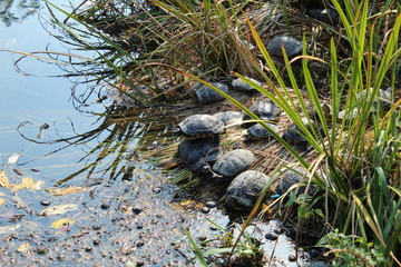 Sinplon Park Milano turtles