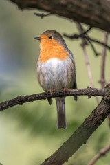 robin bird erithacus rubecula at park