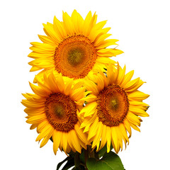 Three sunflowers isolated on white background. Flower bouquet. The seeds and oil. Flat lay, top view