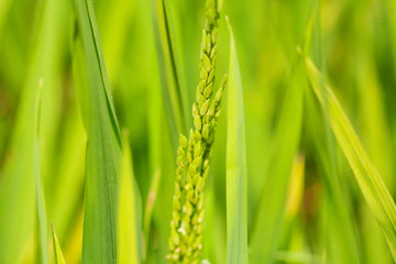 Obraz premium Detail of paddy field
