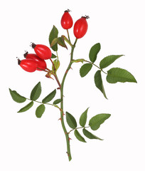 Rose hips, isolated