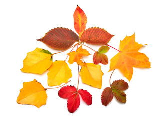 Beautiful autumn composition with leaves of maple, strawberry, hornbeam and birch isolated on white background. Falling foliage. Flat lay, top view, creative concept