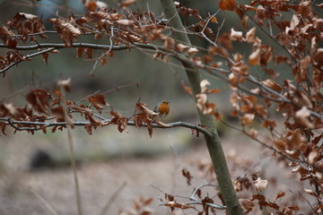 fotos de aves varias 