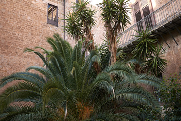 Fototapeta na wymiar Palermo, Italy - September 06, 2018 : Palms in Palazzo Ajutamicristo