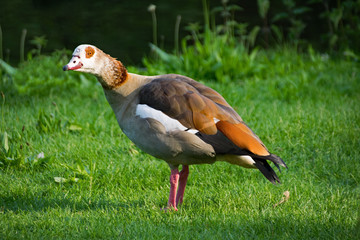 Nilgans im Herrngarten, Darmstadt, Hessen, Deutschland 