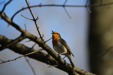 fotos de aves varias 