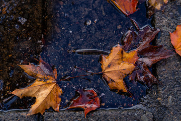 Fallen leaves on puddle of water