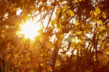 The sun shining through a tree with wonderful colorful leaves at the golden hour in autumn