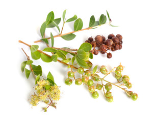 Lawsonia inermis, also known as hina or henna tree or mignonette tree and Egyptian privet. Isolated