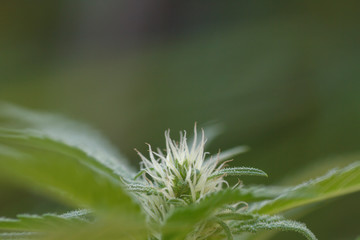 Detail of cannabis flower blooming