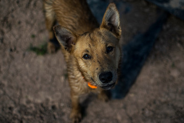Perro con mirada tierna