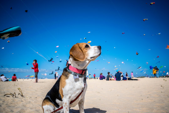 Beagle en festival de cometas