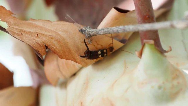 Earwig under Greek strawberry tree (Arbutus andrachne) bark. Turkey.