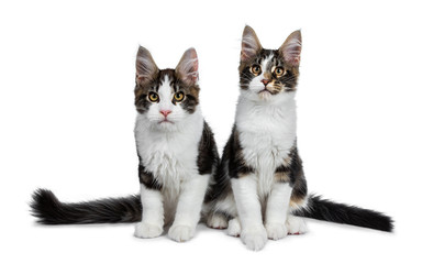 Fototapeta premium Adorable couple of black tabby with white Maine Coon cat kittens. Both sitting side by side looking curious to lens. Isolated on white background.