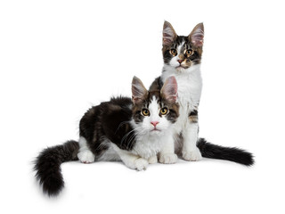 Fototapeta premium Adorable couple of black tabby with white Maine Coon cat kittens. One sitting, one laying down side ways looking curious and bold at camera. Isolated on white background.