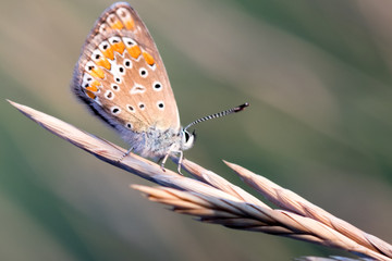 mariposa en su hábitat