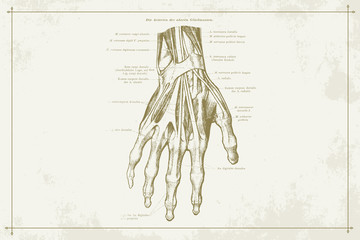 Human Hands Skeleton Vein Anatomy Gold Sepia Illustration with Boarder